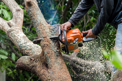 Hiring a Certified Arborist in Dunwoody, GA