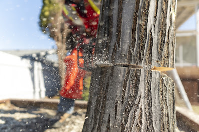 Common Pruning Mistakes and How to Avoid Them